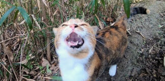 山に置いていかれたと思った猫
