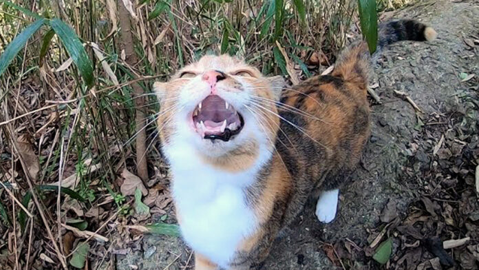 yamaoite_neko_title 山に置いていかれたと思った猫