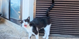 猫島の路地で出会ったよく喋る猫