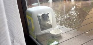 庭で雨宿りする猫