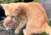 子猫を連れてきた野良猫