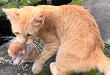 子猫を連れてきた野良猫