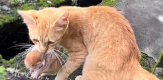 子猫を連れてきた野良猫