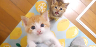 足に登る子猫のニャーニャー隊