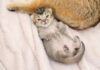 起き上がれなくてジタバタする子猫
