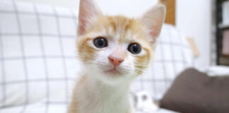 可愛い子猫
