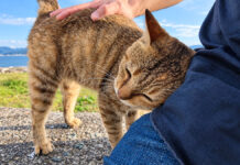 撫でるとすり寄ってくる猫