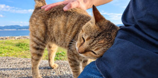 撫でるとすり寄ってくる猫