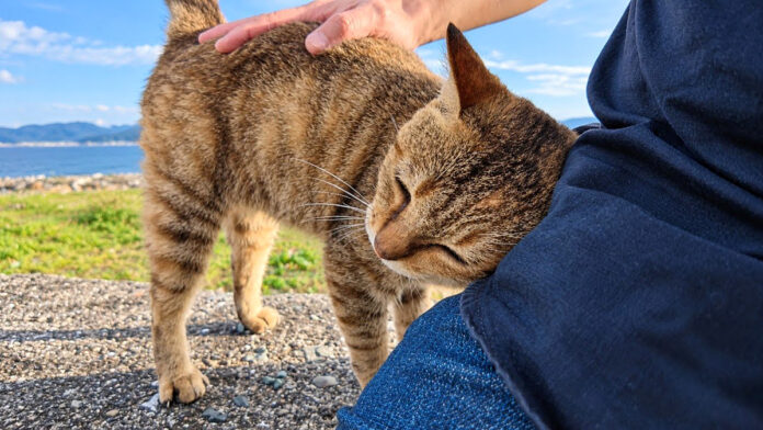 撫でるとすり寄ってくる猫