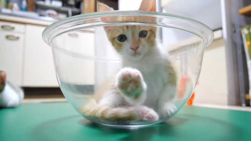 肉球を見せてくる子猫