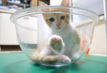 肉球を見せてくる子猫
