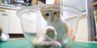 肉球を見せてくる子猫