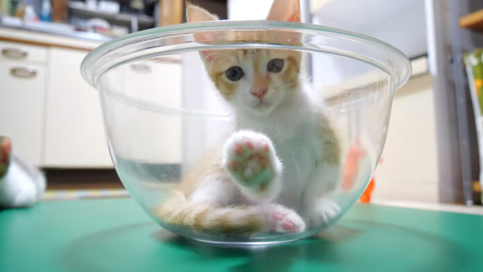 肉球を見せてくる子猫