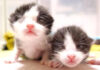 分身の術みたいな子猫達