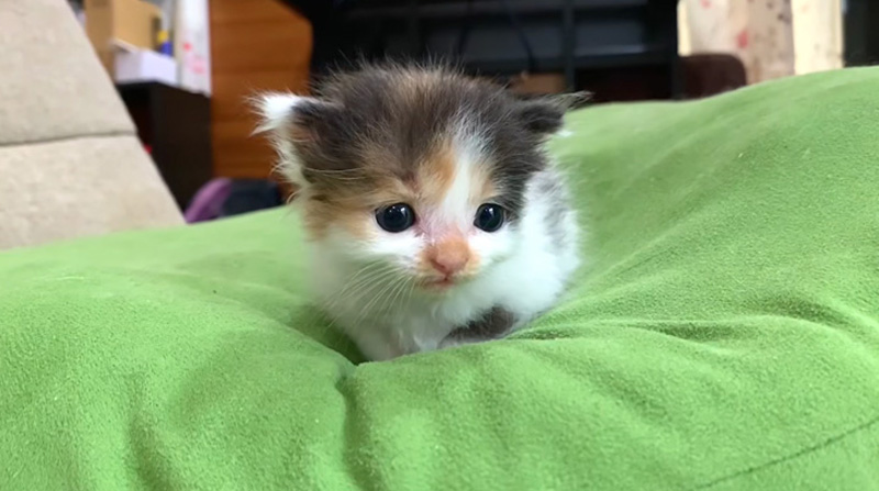 お父さんを待つ子猫