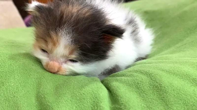 眠る子猫