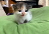 ご主人をけなげに待つ子猫
