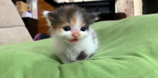 ご主人をけなげに待つ子猫
