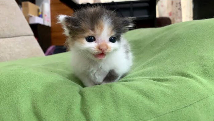 ご主人をけなげに待つ子猫
