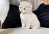 かまって欲しい子猫