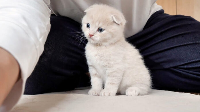かまって欲しい子猫