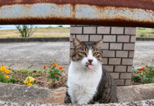 道路脇から甘えに出てきた猫