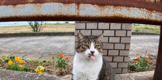 道路脇から甘えに出てきた猫