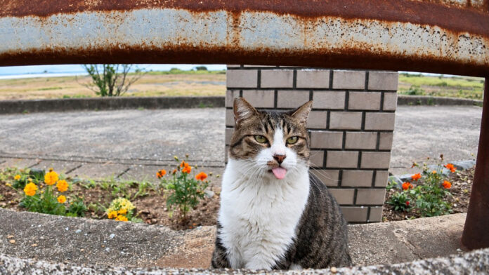 道路脇から甘えに出てきた猫