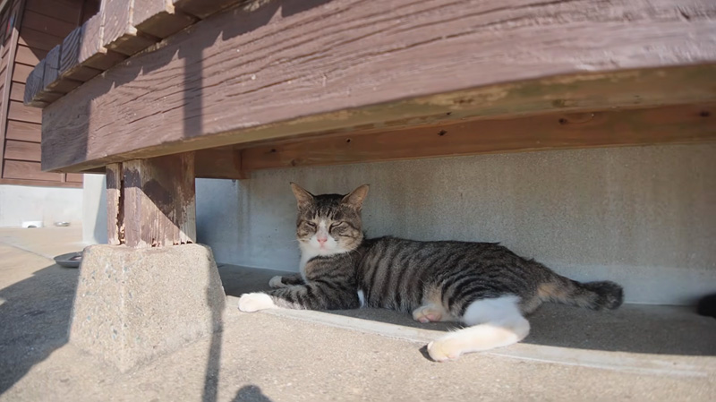 日陰で休む猫
