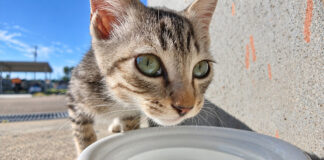 水を飲む子猫