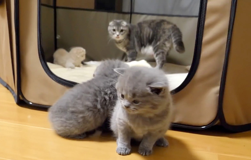 外に出る子猫達