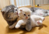 子猫を外出させたくない母猫