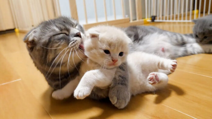 子猫を外出させたくない母猫