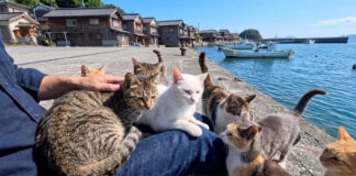 岸壁に座ると集まってくる猫達