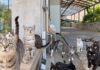 一斉に見上げる猫達
