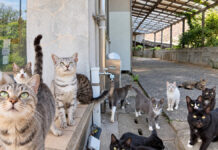 一斉に見上げる猫達