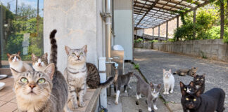 一斉に見上げる猫達