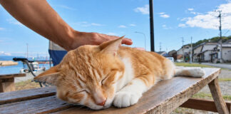 漁港のベンチで寝ていた猫