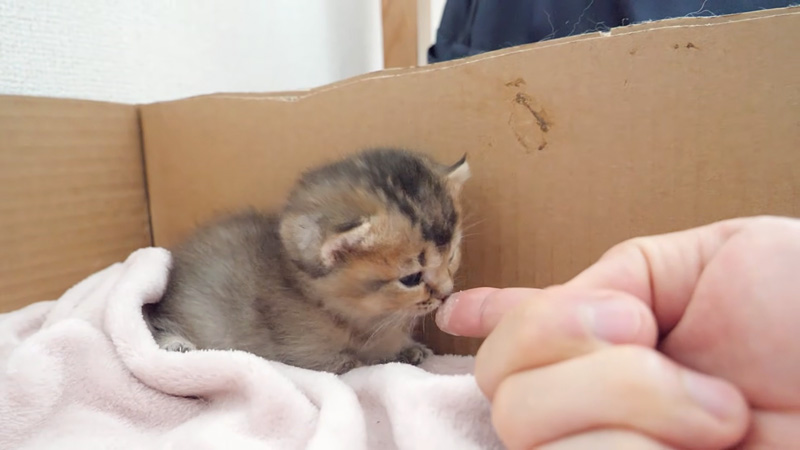 初めて離乳食を食べた子猫