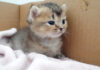 初めて離乳食を食べた子猫
