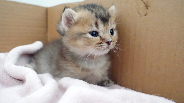 初めて離乳食を食べた子猫