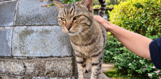 塀の上に登った猫
