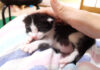 膝の上でまったりする子猫