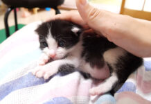 膝の上でまったりする子猫
