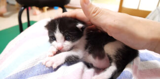 膝の上でまったりする子猫