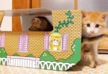 ホイホイされちゃう子猫達