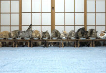 一列に並んでご飯を食べる猫達