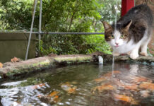 神社で水を飲む猫