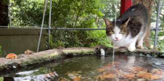 神社で水を飲む猫