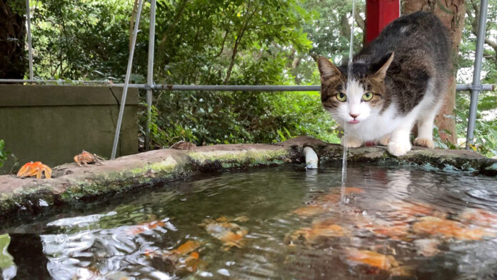 神社で水を飲む猫